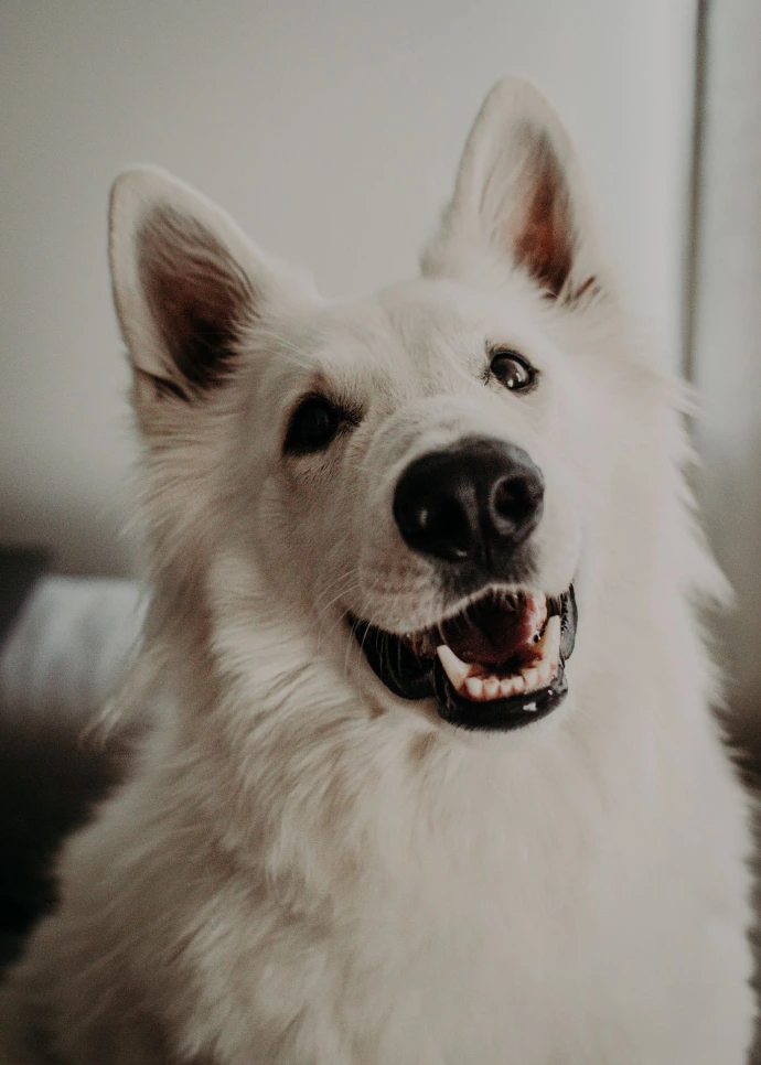 Portrait de Lou, le chien blanc qui inspire L’Œil du Lou
